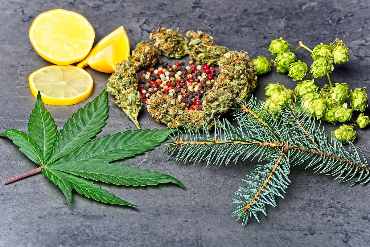 Cannabis and evergreen leaves along with lemons slices show the importance of getting to know your terpenes for product formulation.