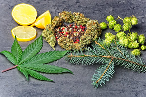 Cannabis and evergreen leaves along with lemons slices show the importance of getting to know your terpenes for product formulation.
