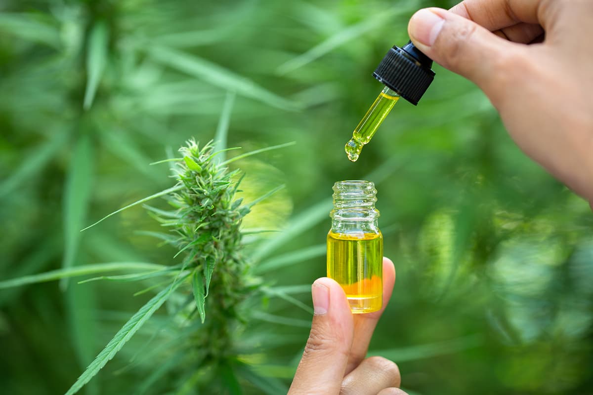 A glass bottle with a dropper with cannabis plant in the background to show how to use cannabis derived terpenes.