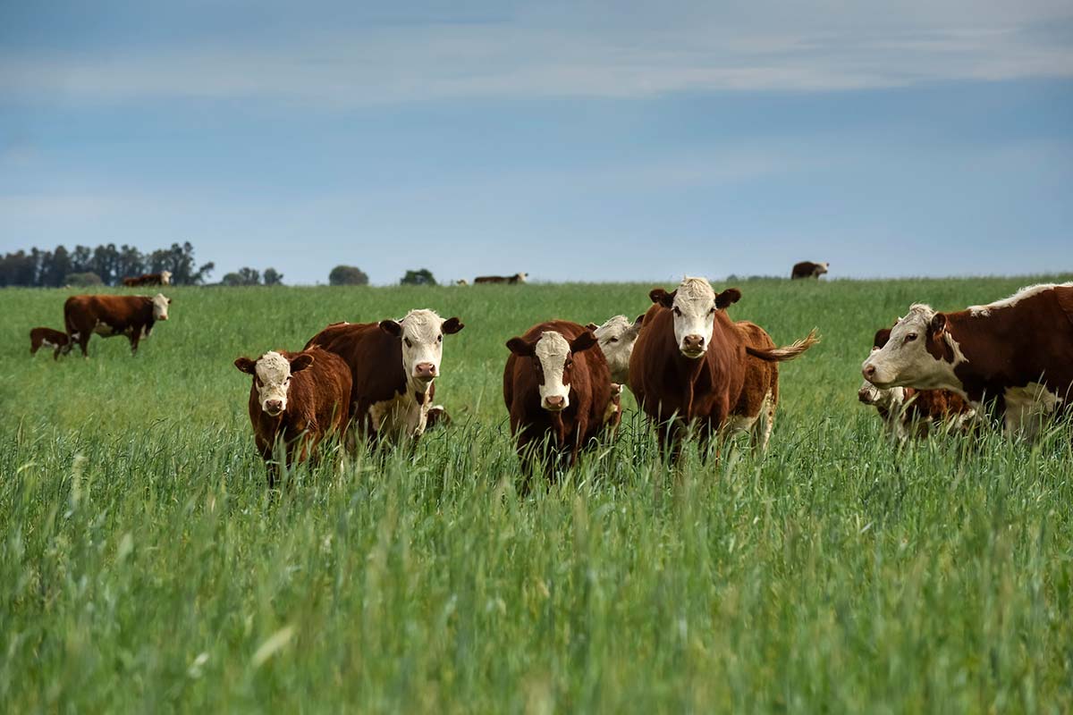 Healthy cattle grazing in a pasture, protected by the use of terpenes for cattle tick control and their acaricidal properties.