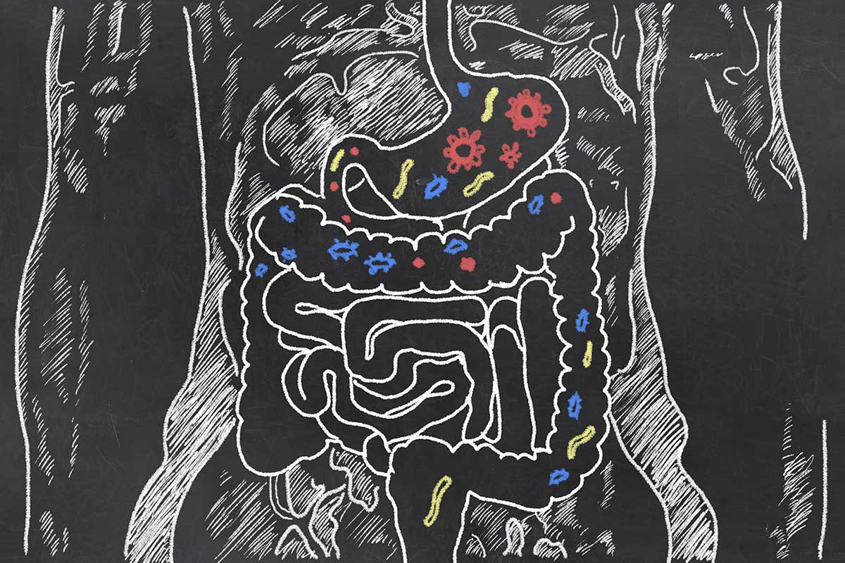 A picture of a bowel and a stomach with bacteria inside it, illustrating the effects of terpenes for IBS symptoms.