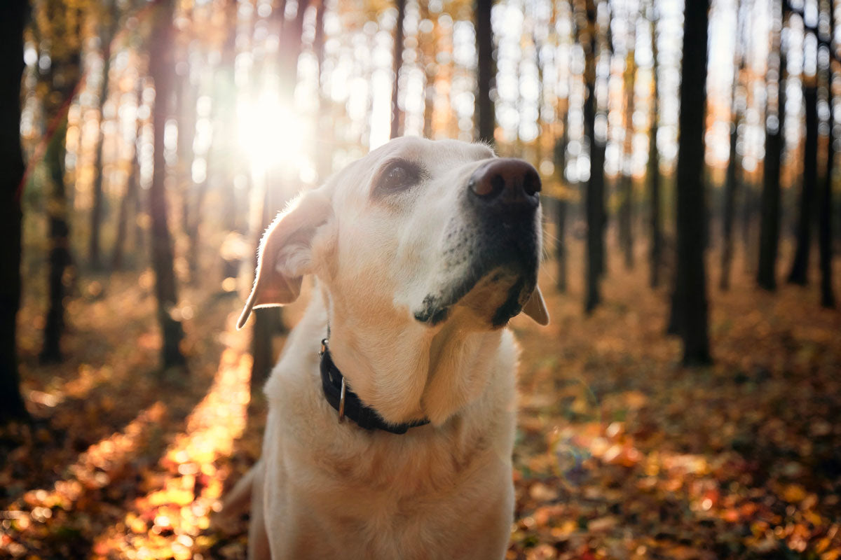 A happy and healthy dog in the woods because of the benefits of terpenes in dogs and pets